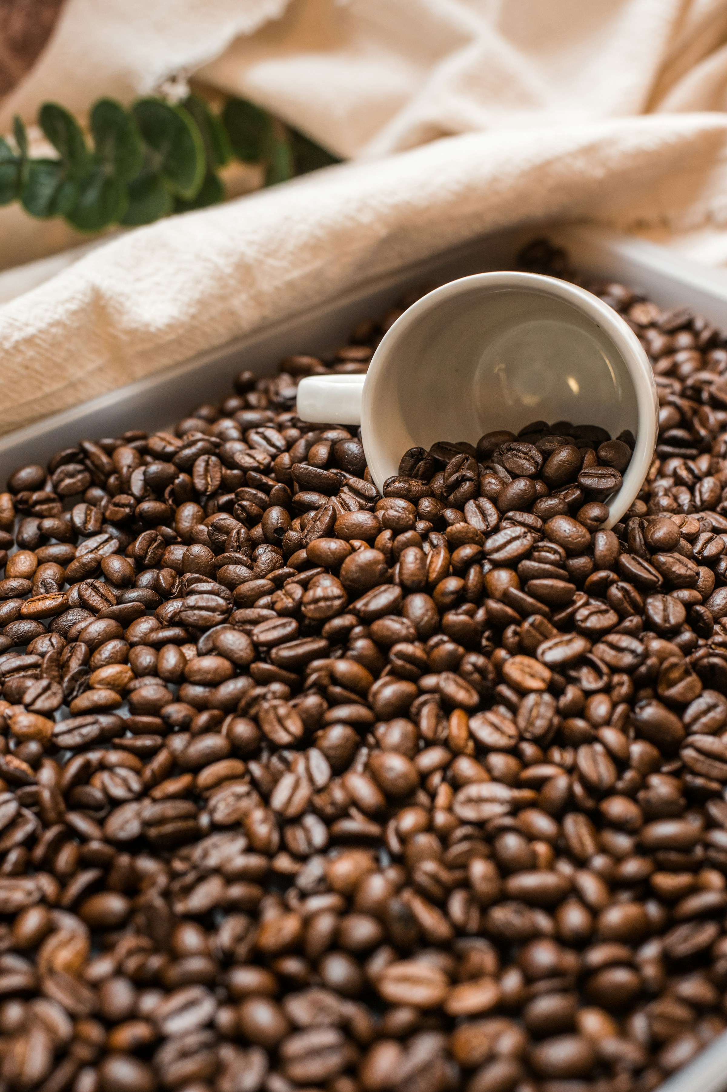 Roasted coffee beans and a white ceramic cup, shown as a beverage illustration